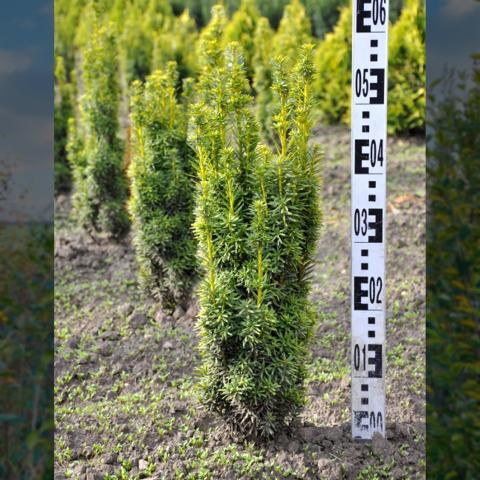Taxus baccata 'David'